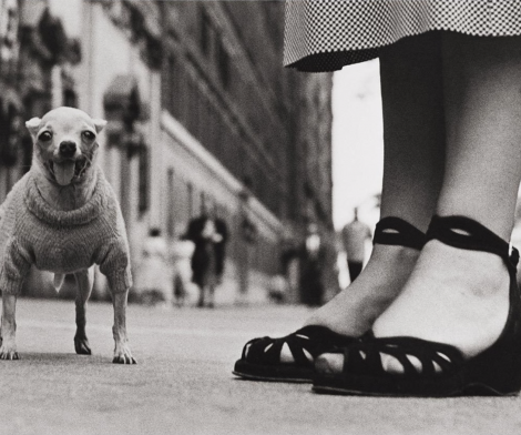 Elliott Erwitt, Untitled (Chihuahua New York City), 1946