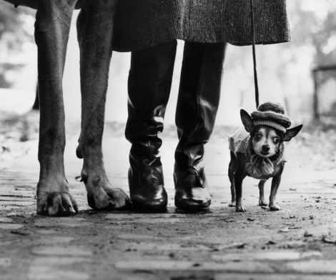 Elliott Eriwtt, Untitled (Dog Legs, New York City), 1974