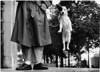 Elliott Erwitt, Paris, France, Dog Jumping, 1989