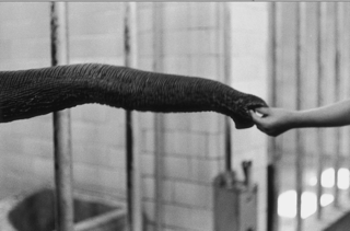 Elliott Erwitt, Handfeeding Snuffle