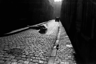 Elliott Erwitt, Pigeon in Cobbled Street, Orleans, France