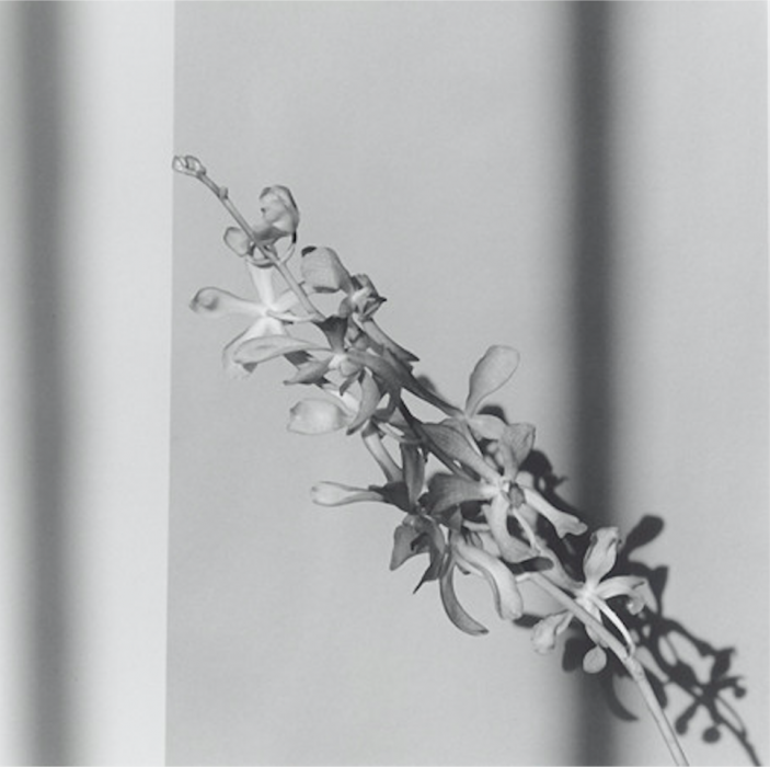 Robert Mapplethorpe, Orchid, 1980