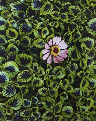 Steve McCurry, Monsoon Flower, 2007