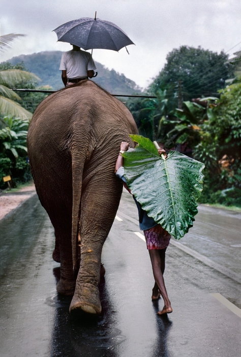 Steve McCurry, Young Man Walks Behind Elephant