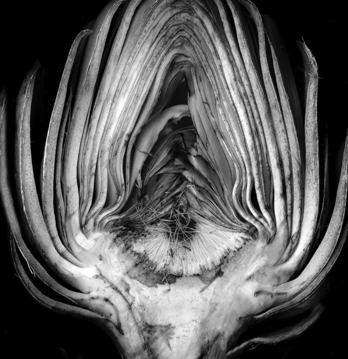 Edward Weston, Artichoke Halved