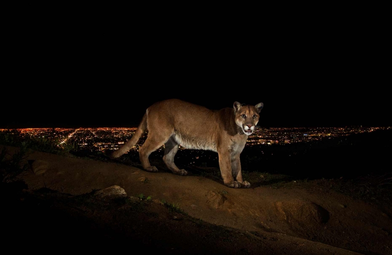 Stever Winter, LA Cougar P22, Hollywood Hills 