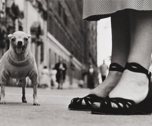 Elliott Erwitt, Untitled (Chihuahua New York City), 1946