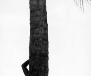 Elliott Erwitt, Palm Tree in Silhouette